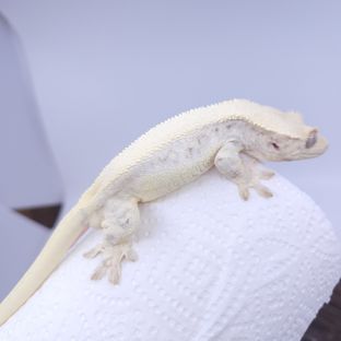 페가