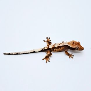 메르시5차