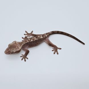 리사10차 루왁
