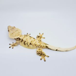 영자