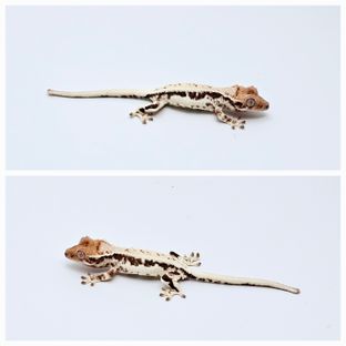 릴리 세이블 에밀리