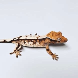 100%헷아잔틱 세이블