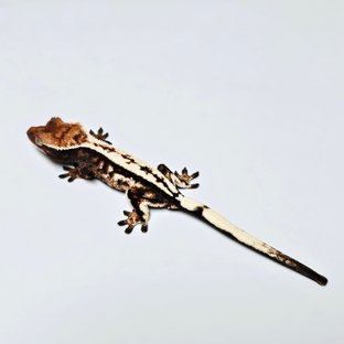 100%헷아잔틱 세이블