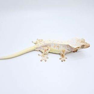 아리