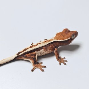 백합4 × 송이