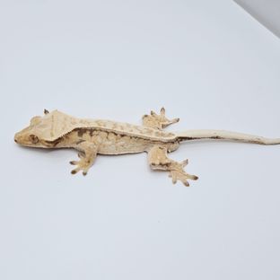 헤르메시2세