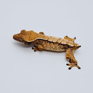 메이1차