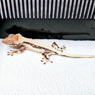 릴리 세이블 레이지 판다