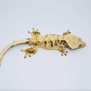 영자