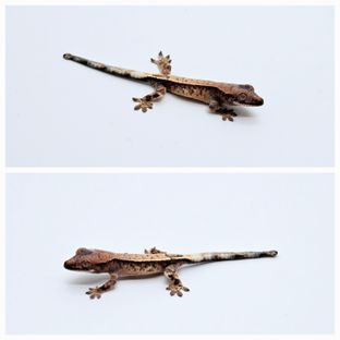 두유1차 불칸