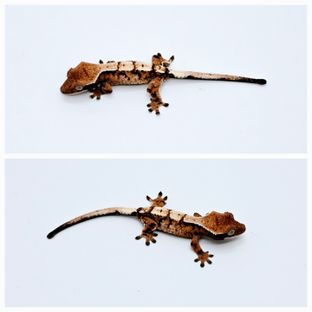 아리2차 시그마
