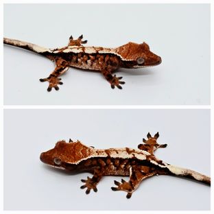 메이10차 세이블