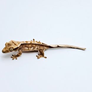 트라이 에밀리