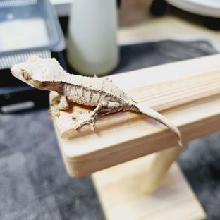 메이6차x불칸