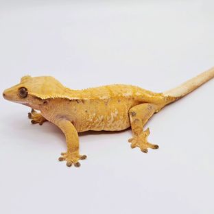 메이