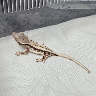 프라푸치노