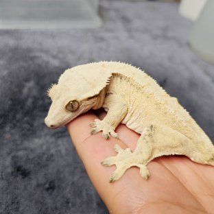 크림