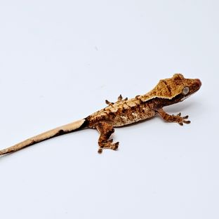 메이13