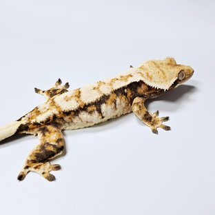 이메리