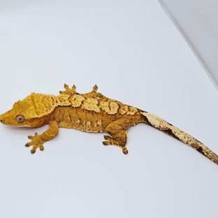 아잔틱헷 세종2세