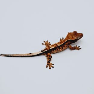 영자8차*불바위