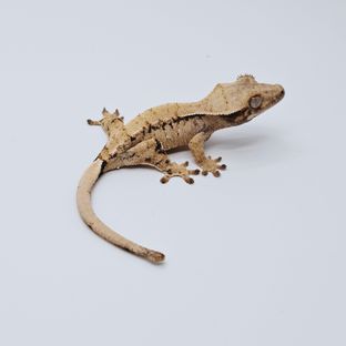 메이3차*불칸