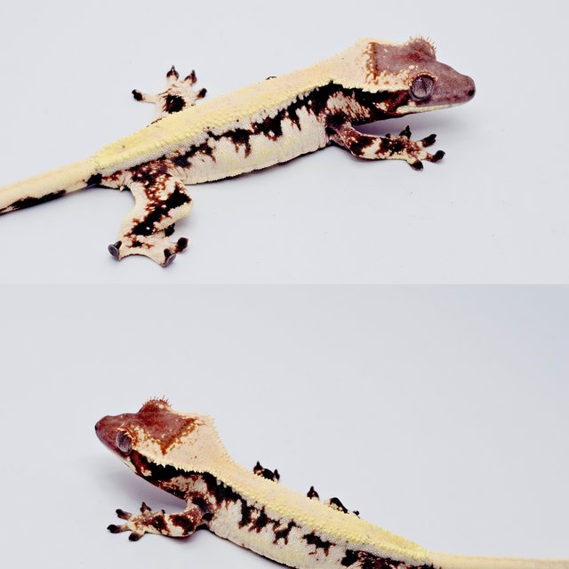 릴리 세이블