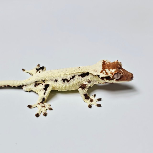 릴리 세이블 에밀리