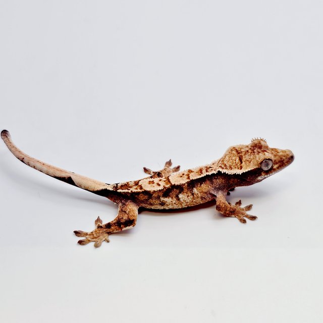트라이