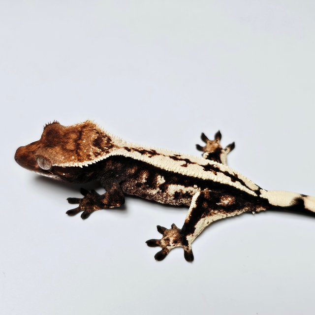 100%헷아잔틱 세이블