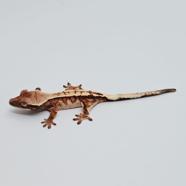 세이블