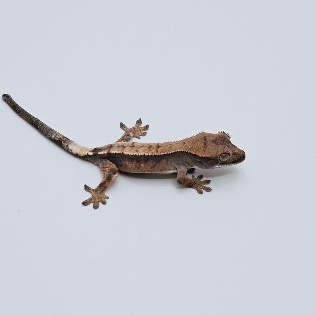 세이블