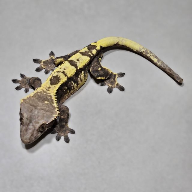 세이블