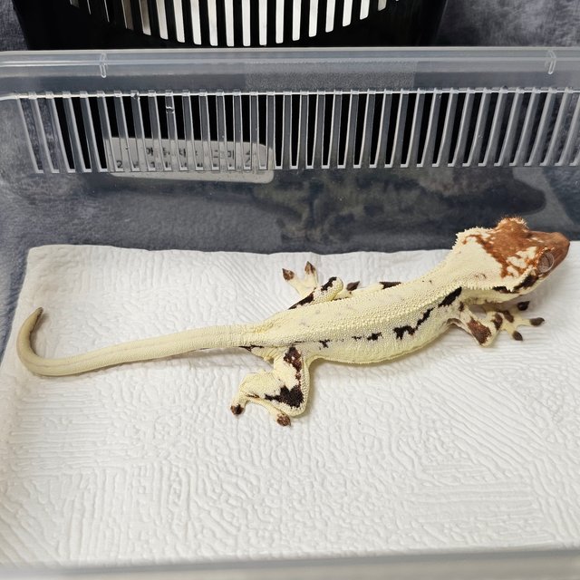 릴리 세이블 에밀리