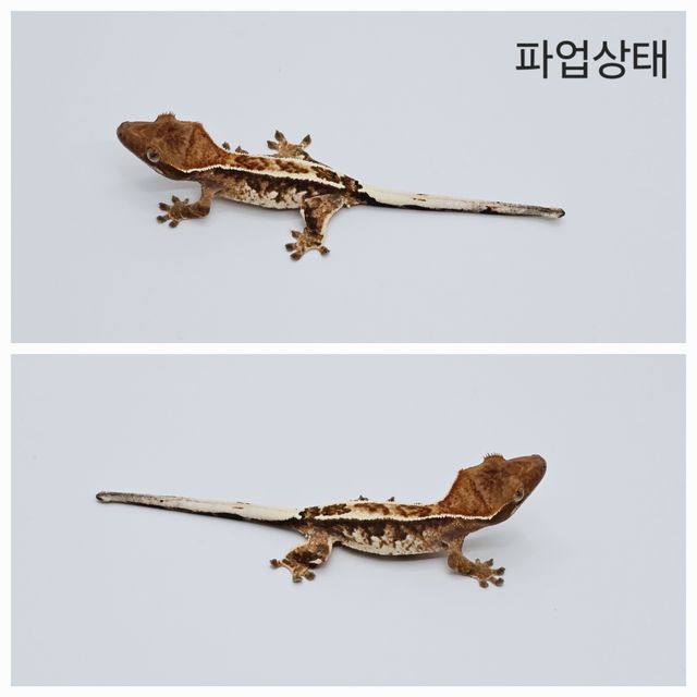 카푸치노 화이트핀 화이트스팟