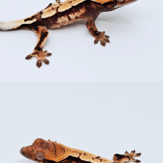 세이블