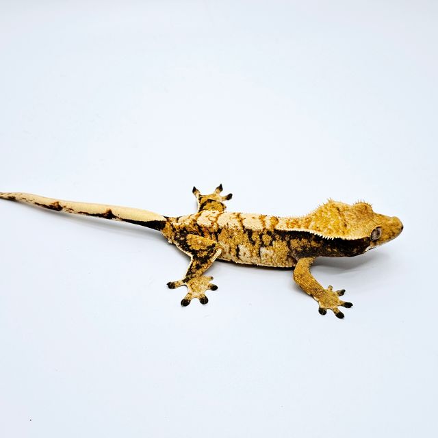 트라이