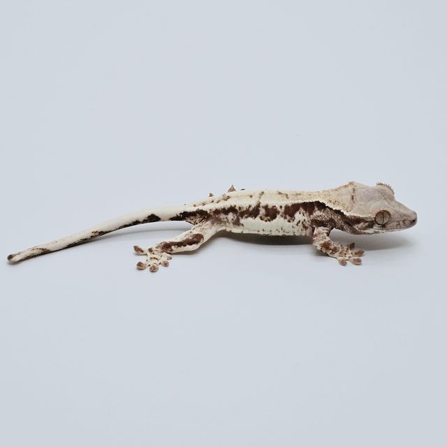 릴리 세이블