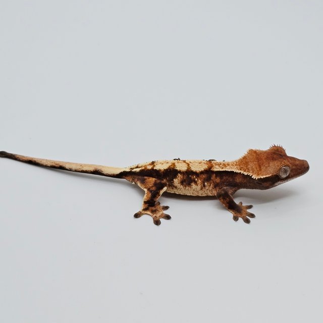세이블