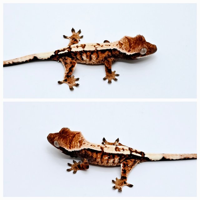 세이블