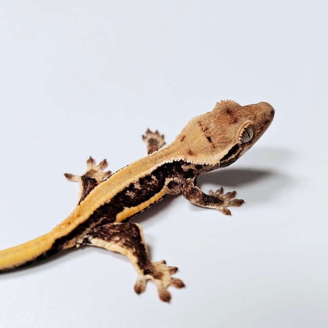 릴리100%헷아잔틱