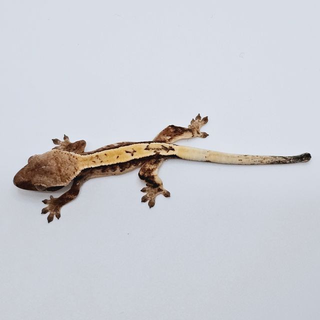 세이블