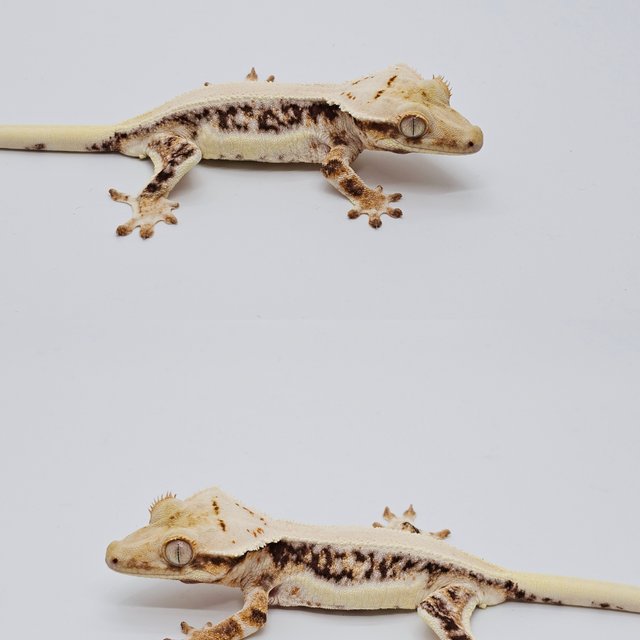 릴리화이트
