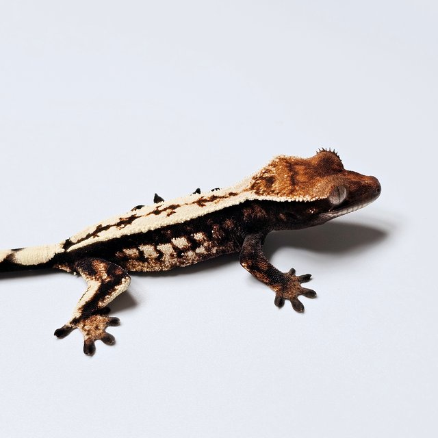 100%헷아잔틱 세이블