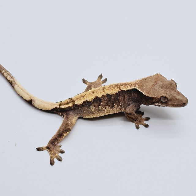 세이블