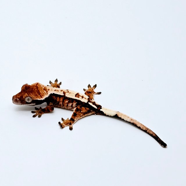 세이블