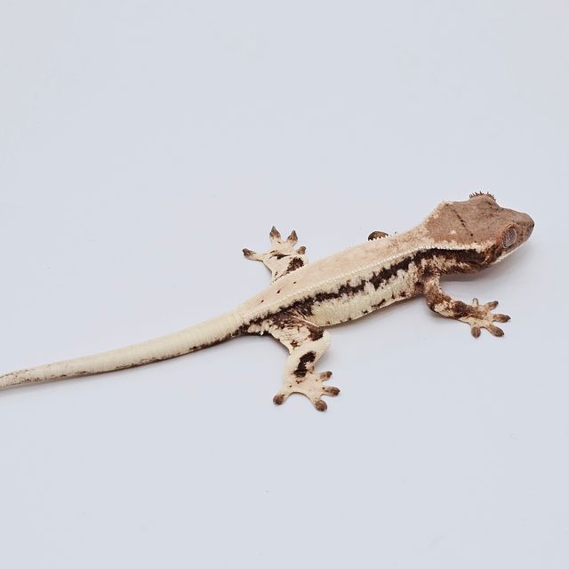 세이블
