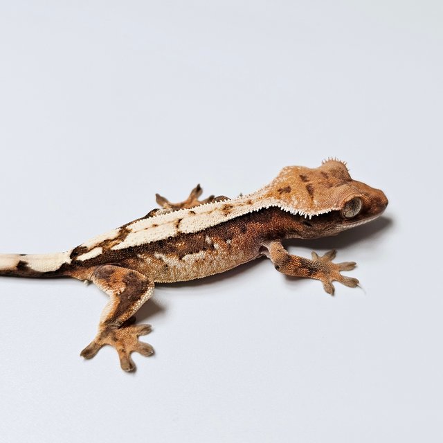 100%헷아잔틱 세이블