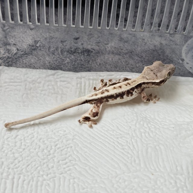프라푸치노