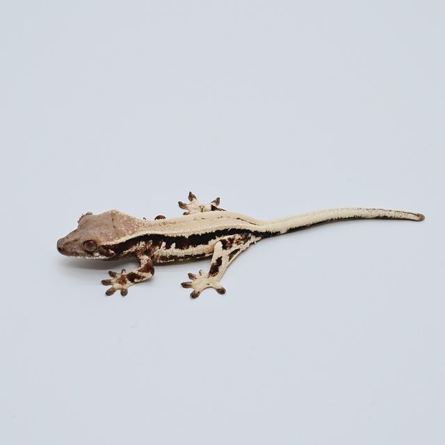 세이블